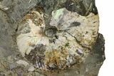 Three Iridescent Fossil Ammonites (Jeletzkytes) - South Dakota #137291-2